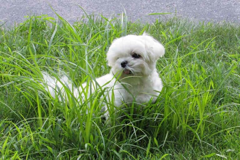 Teacup Maltese