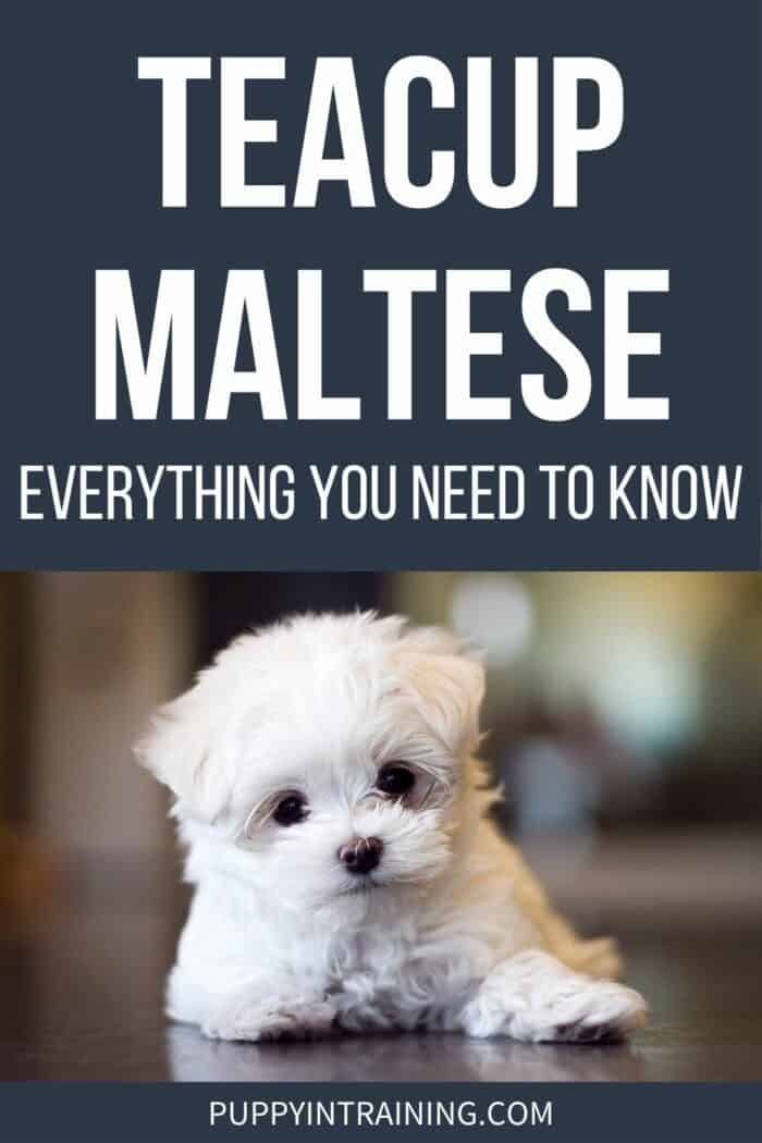 Teacup Maltese - Everything You Need To Know - Maltese puppy lying on the floor.