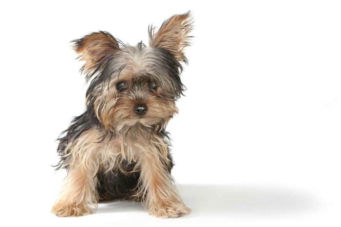 Teacup Yorkie