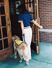 Guide Dog puppy in training Team