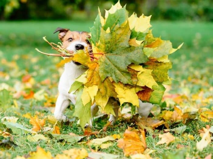 Thanksgiving Puppy - puppy playing in the leaves