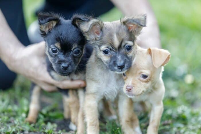 3 Chihuahua puppies held on the grass