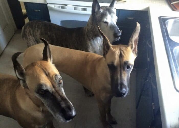 Three Danes In The Kitchen