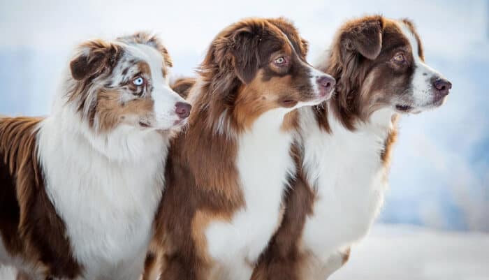 Three Australian Shepherds standing in a row.