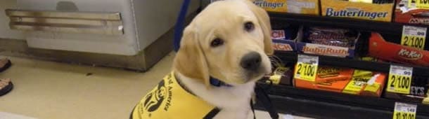 Does My Pup Want To Grow Up To Be Guide Dog?