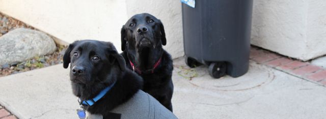 Does The Thundershirt Solve Dog Leash Aggression Problems?