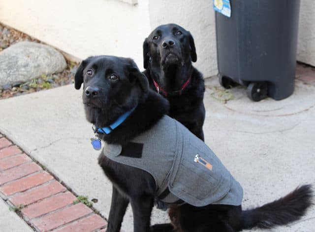 Linus in his Thundershirt