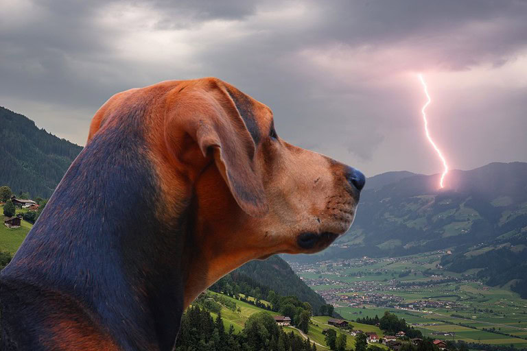 Thunderstorm Phobia In Dogs: How To Help Your Dog Overcome It