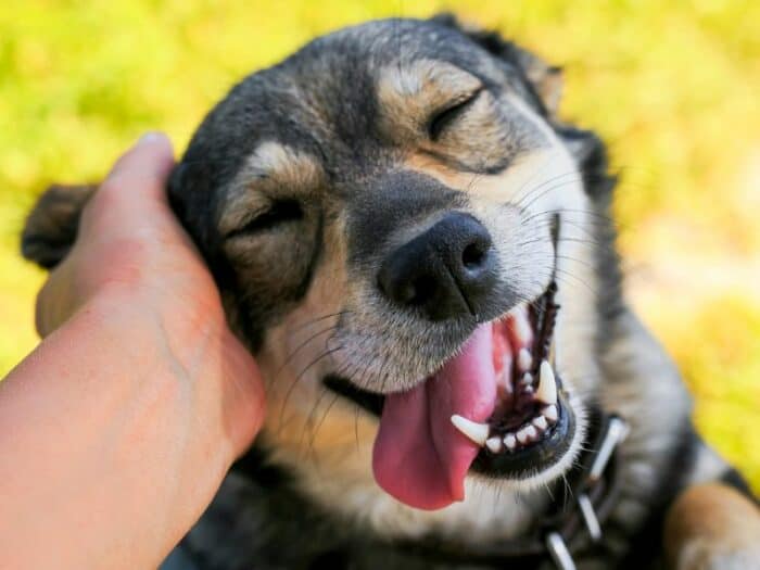 Ticklish Dog - Dog getting scratched behind her ear