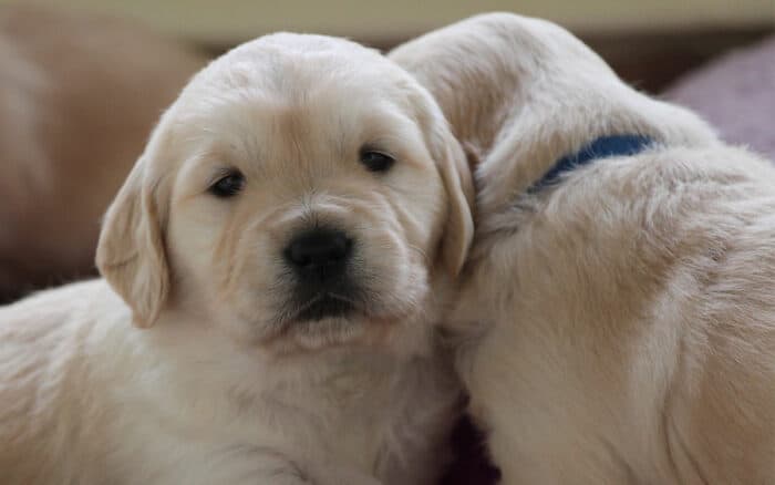 Puppy Tips For The First Week - two golden retriever puppies cuddling together.