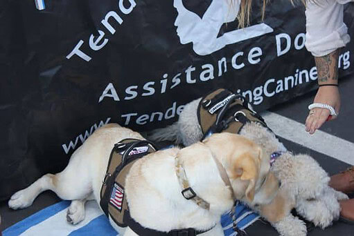 TLCAD Labradoodle In Training