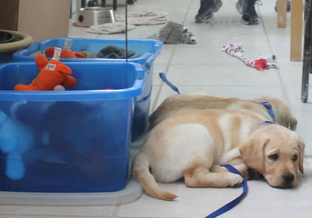 Yellow Lab Puppy Reflection