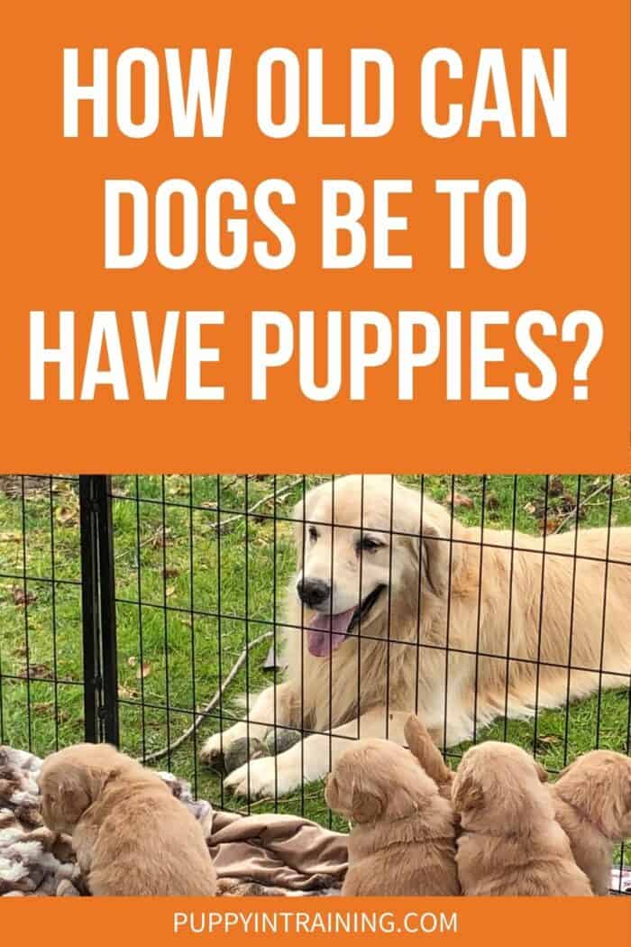 Golden Retriever down behind a fence separated from her puppies