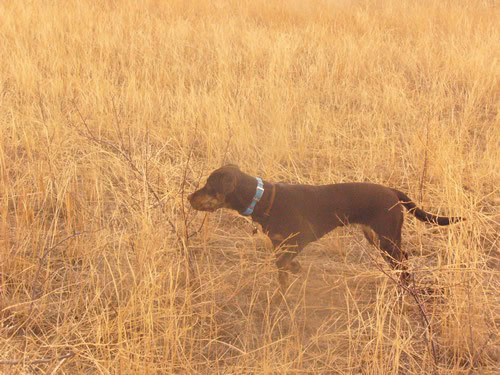 Brindle Labrador Retrievers Tora and Maia Hunting