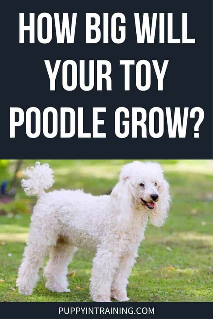 How Big Will Your Toy Poodle Grow? - white poodle standing in the grass