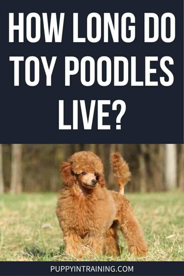 How Long Do Toy Poodles Live? - Toy Poodle standing in the grass.