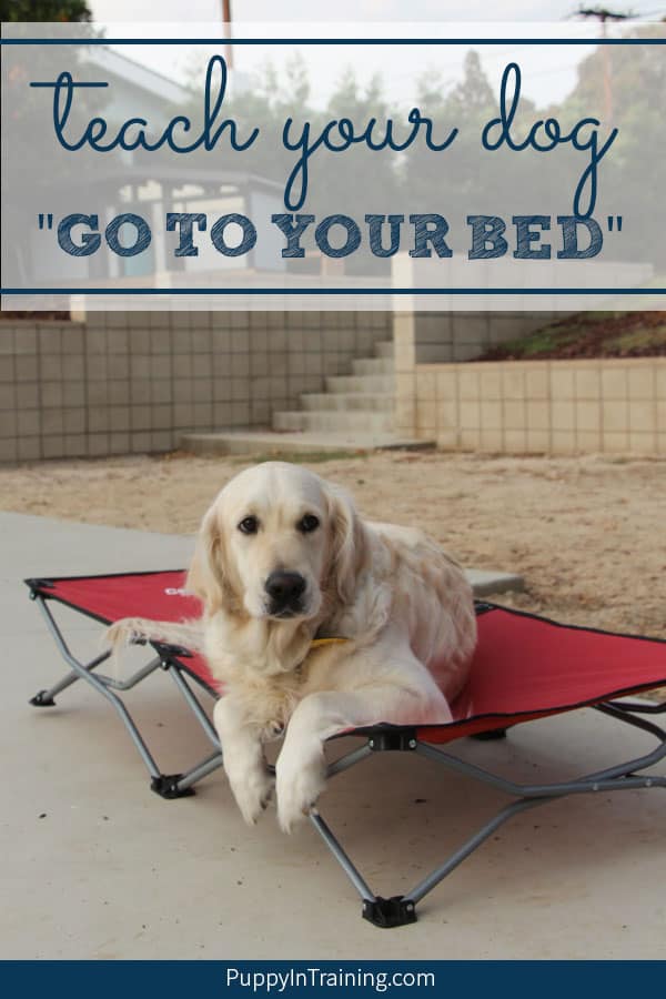 We thought it would take several training sessions to put together a tutorial on how to teach your dog “Go To Your Bed”. However, Raven picked up the behavior in less than 5 minutes. #gotoyourbed #dogtraining #puppytraining #dogbed #dogcot #portabledogbed #portablepuppetbed