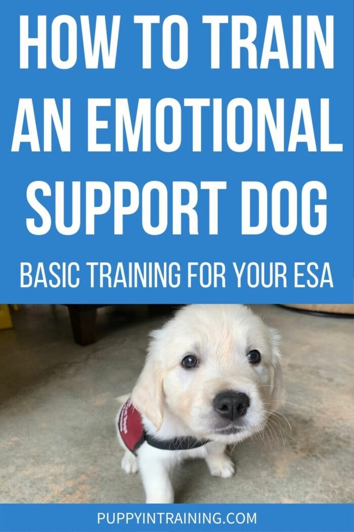 How to train an emotional support dog the basics - Golden Retriever puppy in down position on the floor wearing light blue vest.