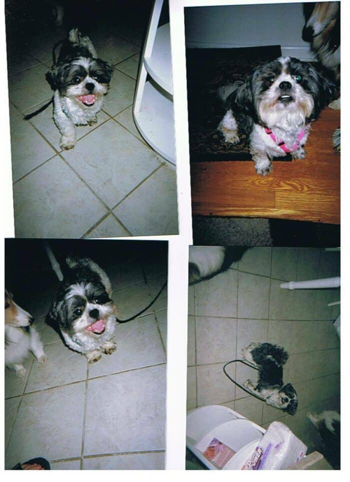 4 pics of Shih Tzu, Trevor