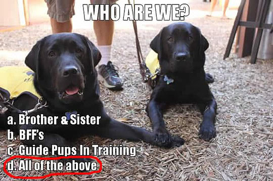 Guide Dog Puppies