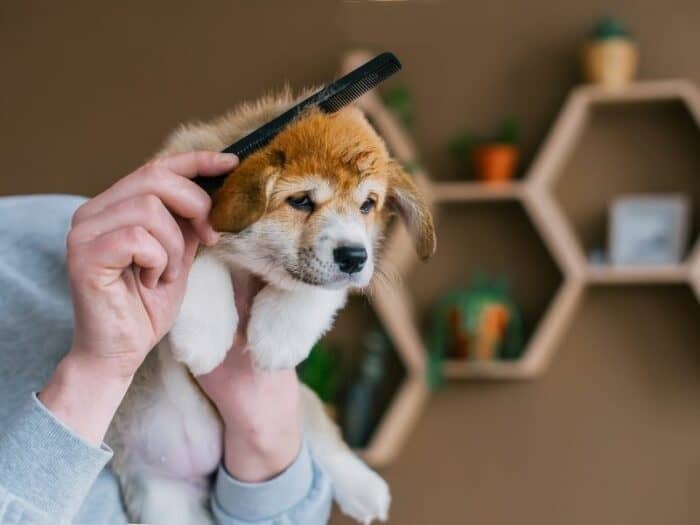 Puppy getting fur brushed