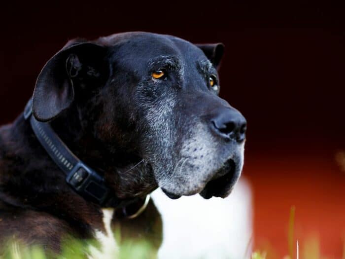 Vestibular Disease vs Stroke - black dog with gray beard staring into distance.