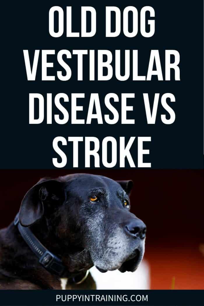 Old Dog Vestibular Disease Vs Stroke - black dog with gray beard looking off to the distance