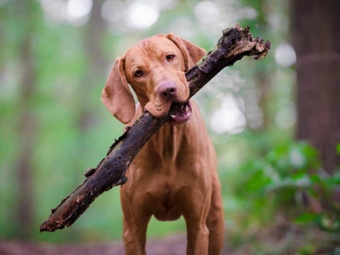 Vizsla - Holding big stick