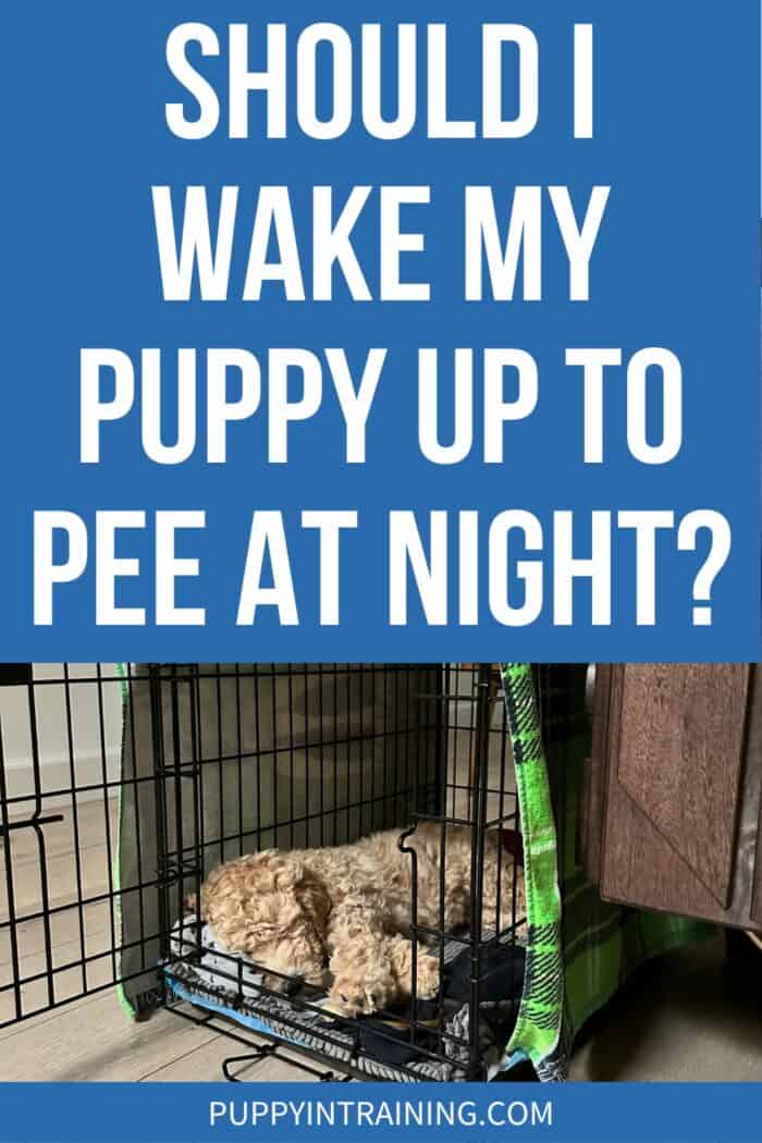 Should I Wake My Puppy Up To Pee At Night? - Brown Poodle puppy sleeping in wire crate.