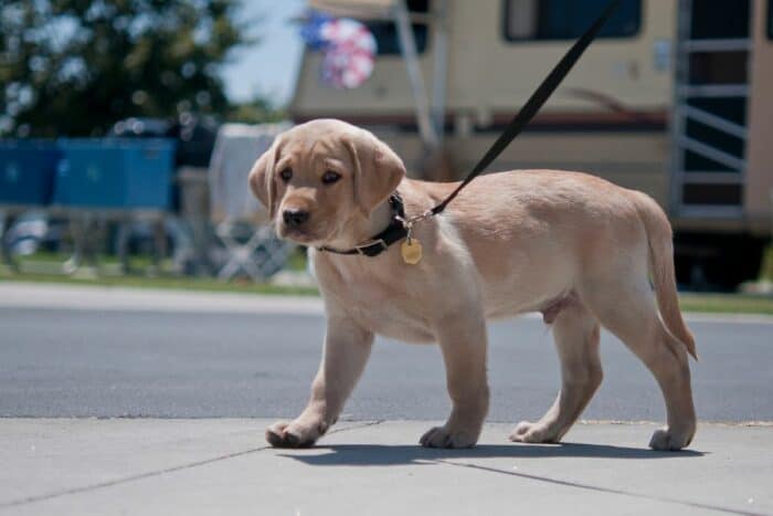 Yellow Lab puppy out for a stroll on the sidewalk