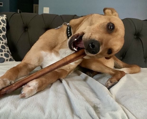 How To Make Bully Sticks Last Longer