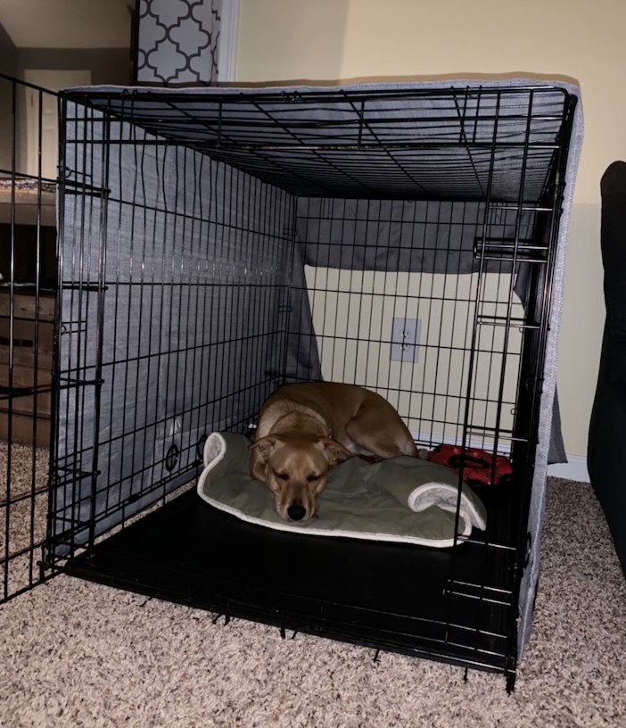 Wally in his open wire crate