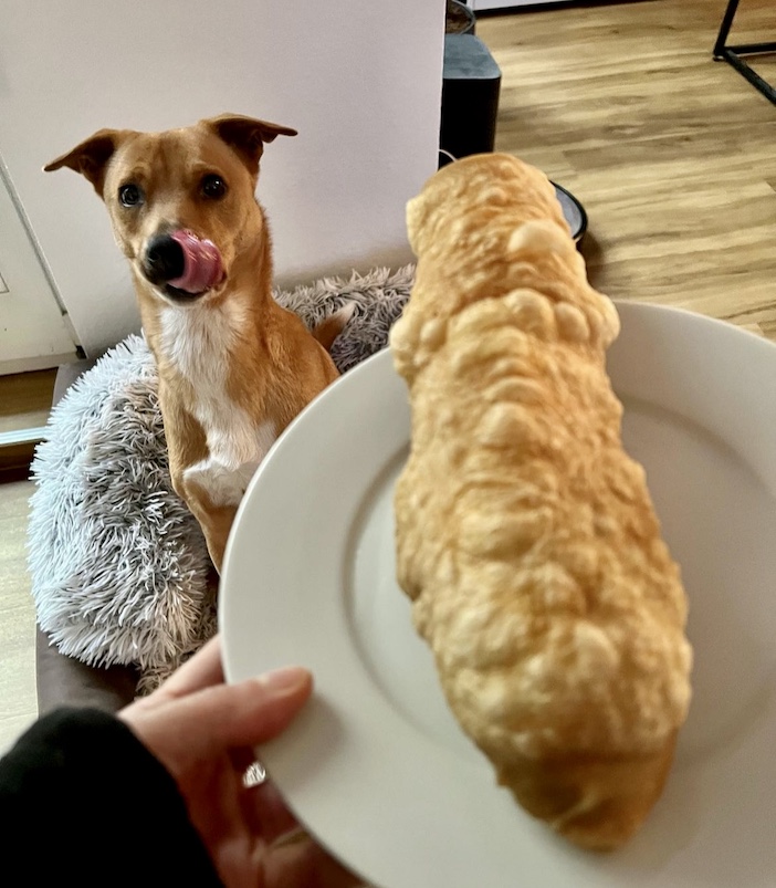 Wally with a fully puffed up Himalayan chew