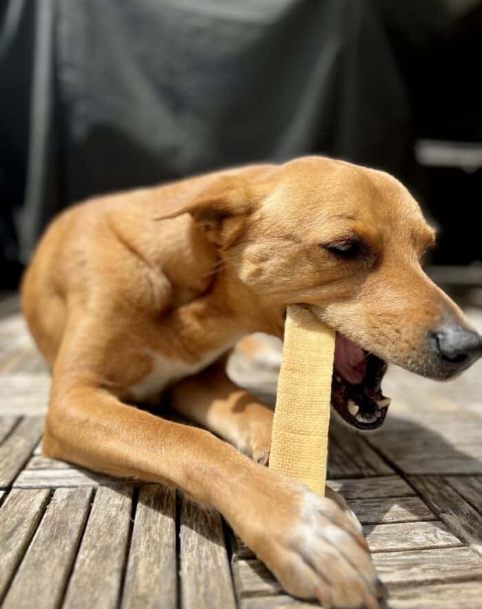 Wally with a Himalayan chew