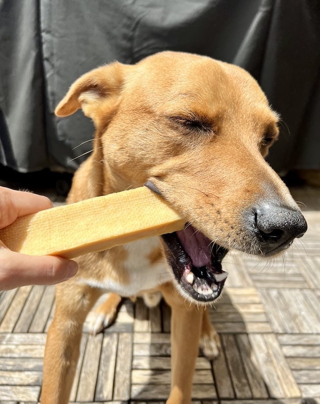 Are Himalayan Chews Safe For Dogs?