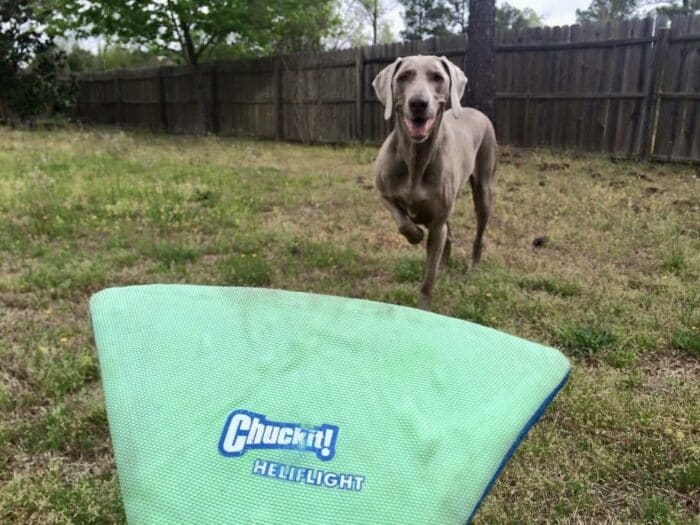 Weim playing with Chuckit