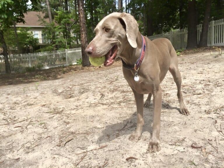 So You Want A Weimaraner?