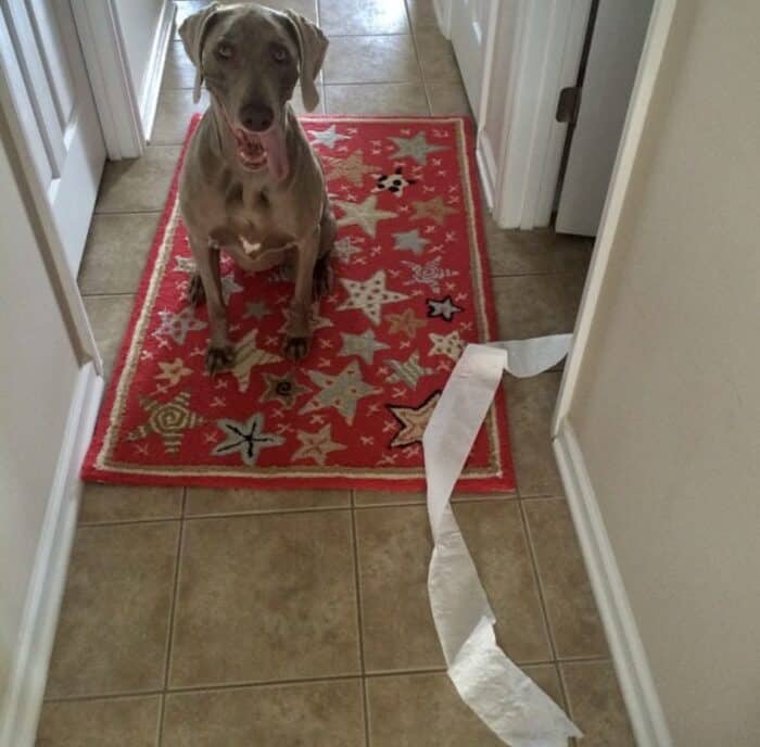 Weim sitting on rug with toilet paper on floor