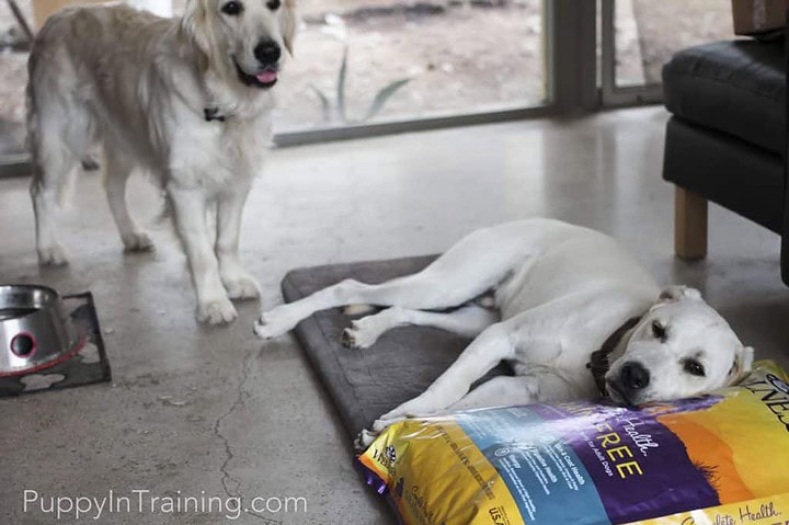 Wellness Dog Food Pillow