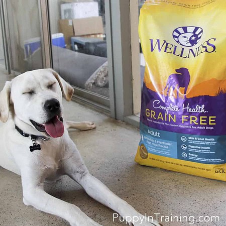 Wellness Complete Health Grain Free Dog Food Review