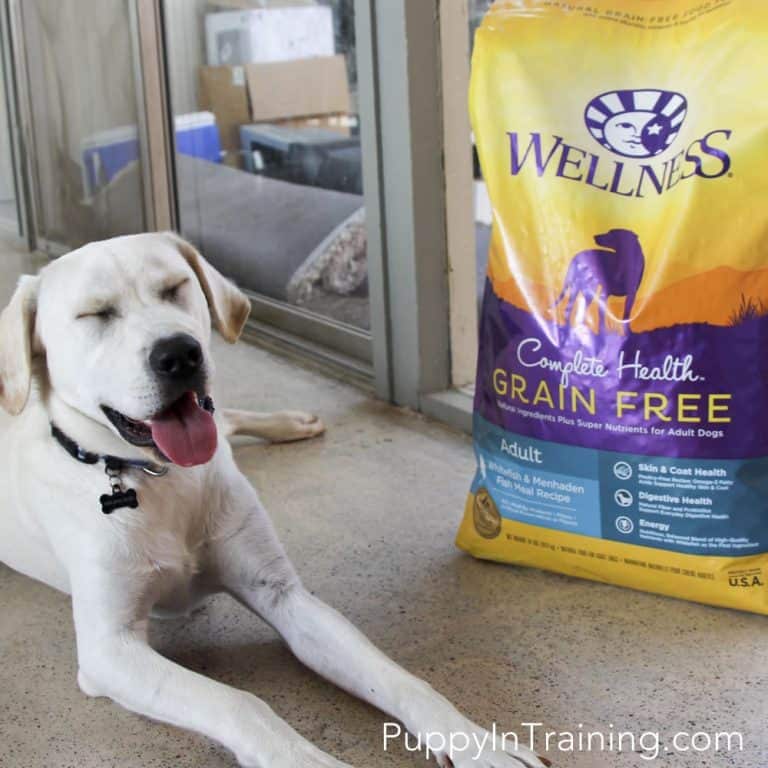 Wellness Complete Health Grain Free Dog Food Review – How To Find A Good Dog Food #GrainFreeForMe