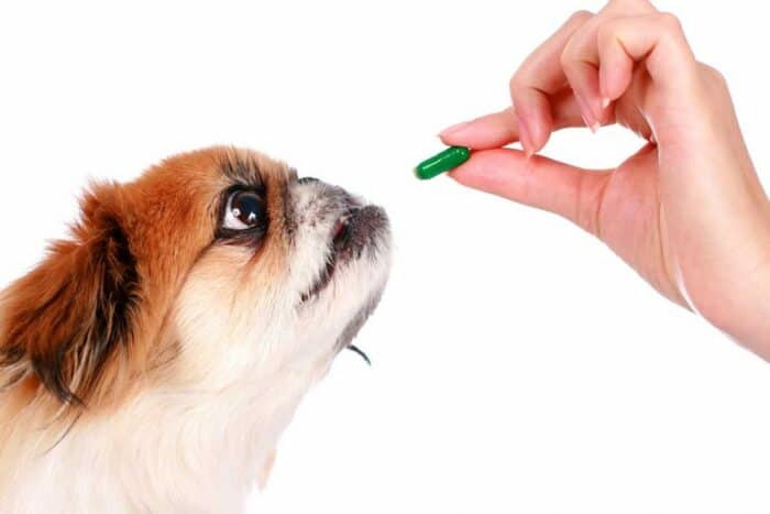 Pain Medication For Dogs - Dog getting a pill.