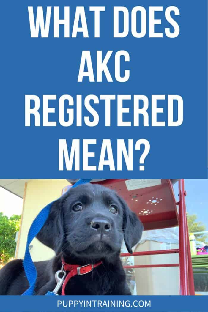 What Does AKC Registered Mean? - black lab elsa in the grass.