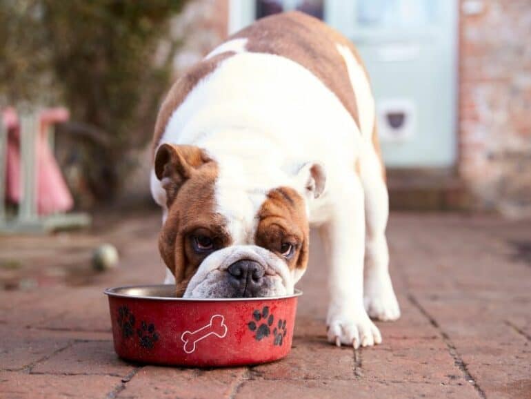 Dog eating out of bowl