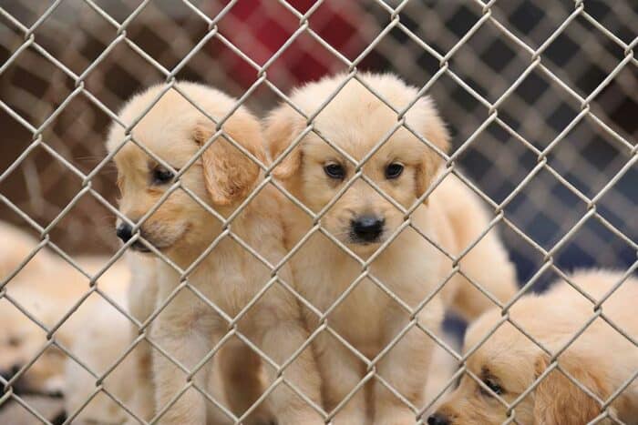 What is a Puppy Mill - Golden Retriever puppies behind a fence.