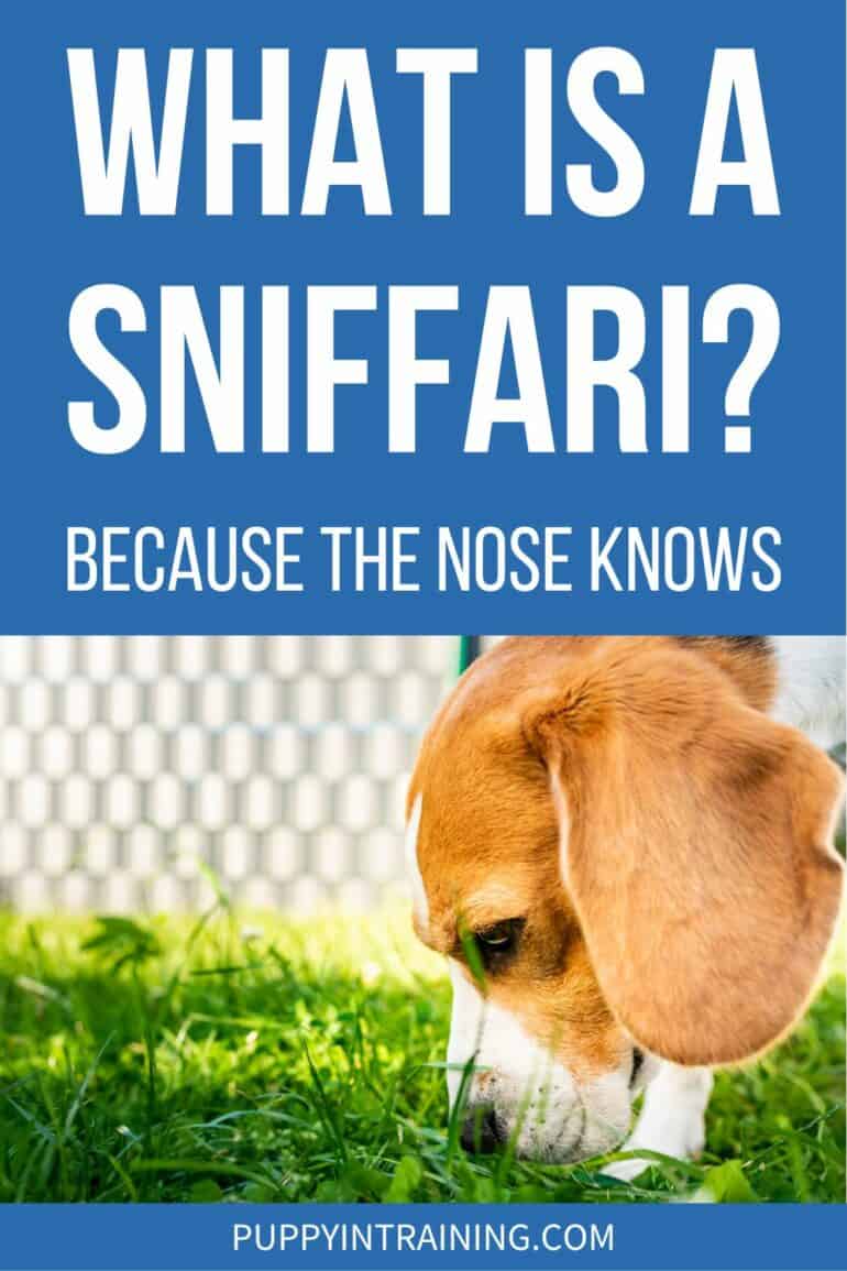 What Is A Sniffari? Because The Nose Knows - Beagle sniffing in the grass