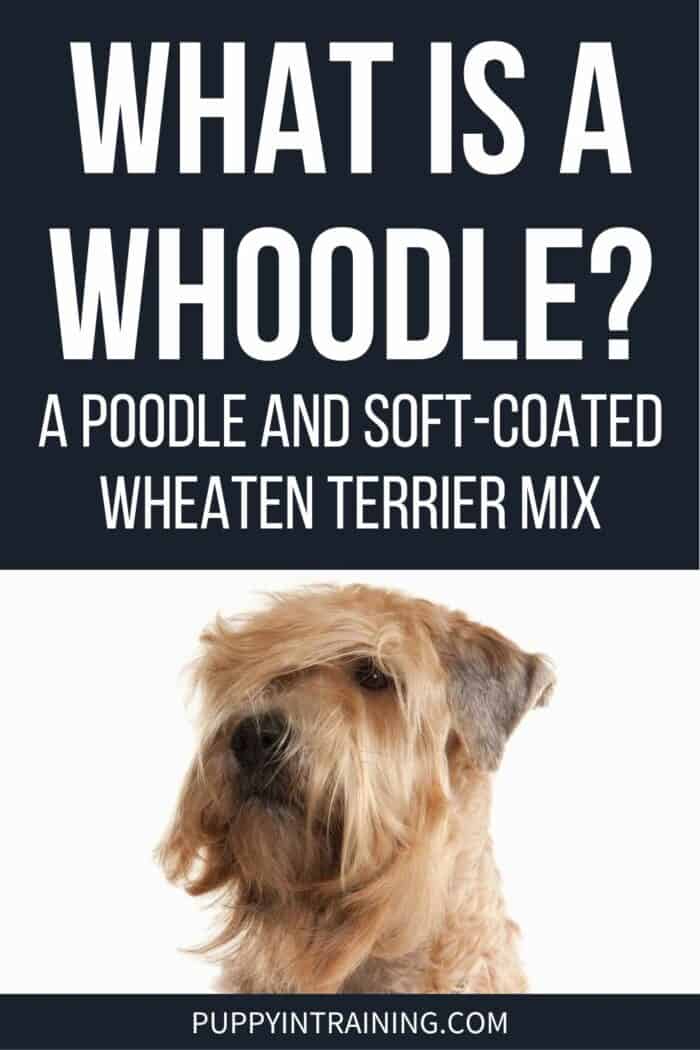 What Is A Whoodle? A Poodle And Soft-Coated Wheaten Terrier Mix