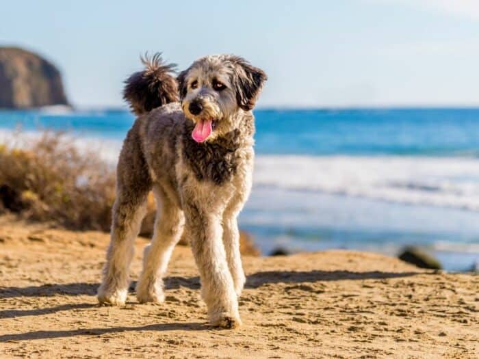 What Is An Aussiedoodle? Aussiedoodle walking on the beach.