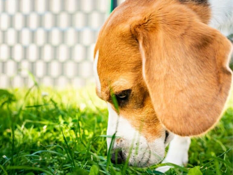 What Is A Sniffari? - Beagle sniffing the grass.