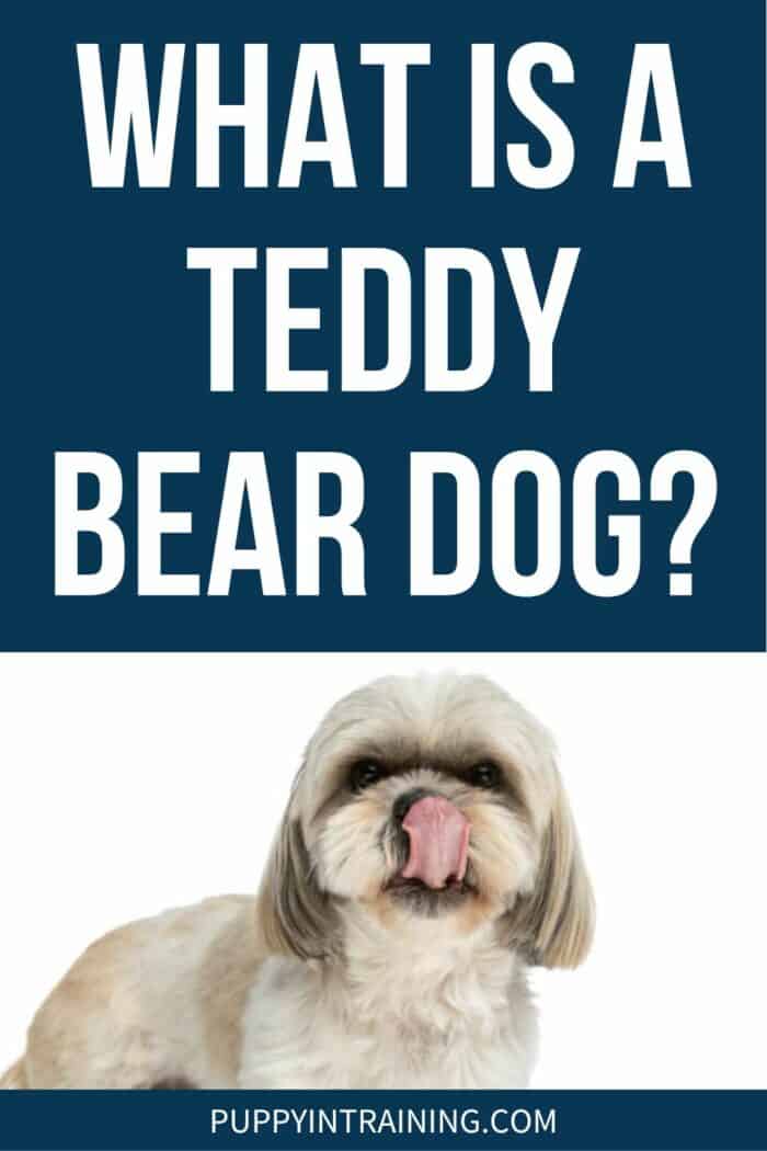 What Is A Teddy Bear Puppy - Teddy Bear Puppy licking lips